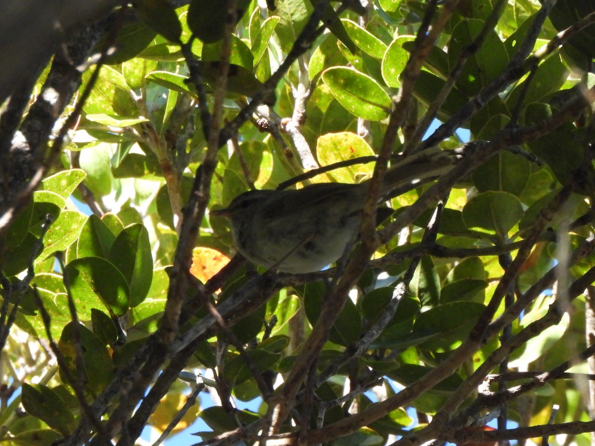 Japanese Bush Warbler - ML659629337