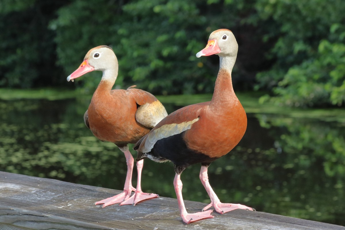アカハシリュウキュウガモ - ML659629355