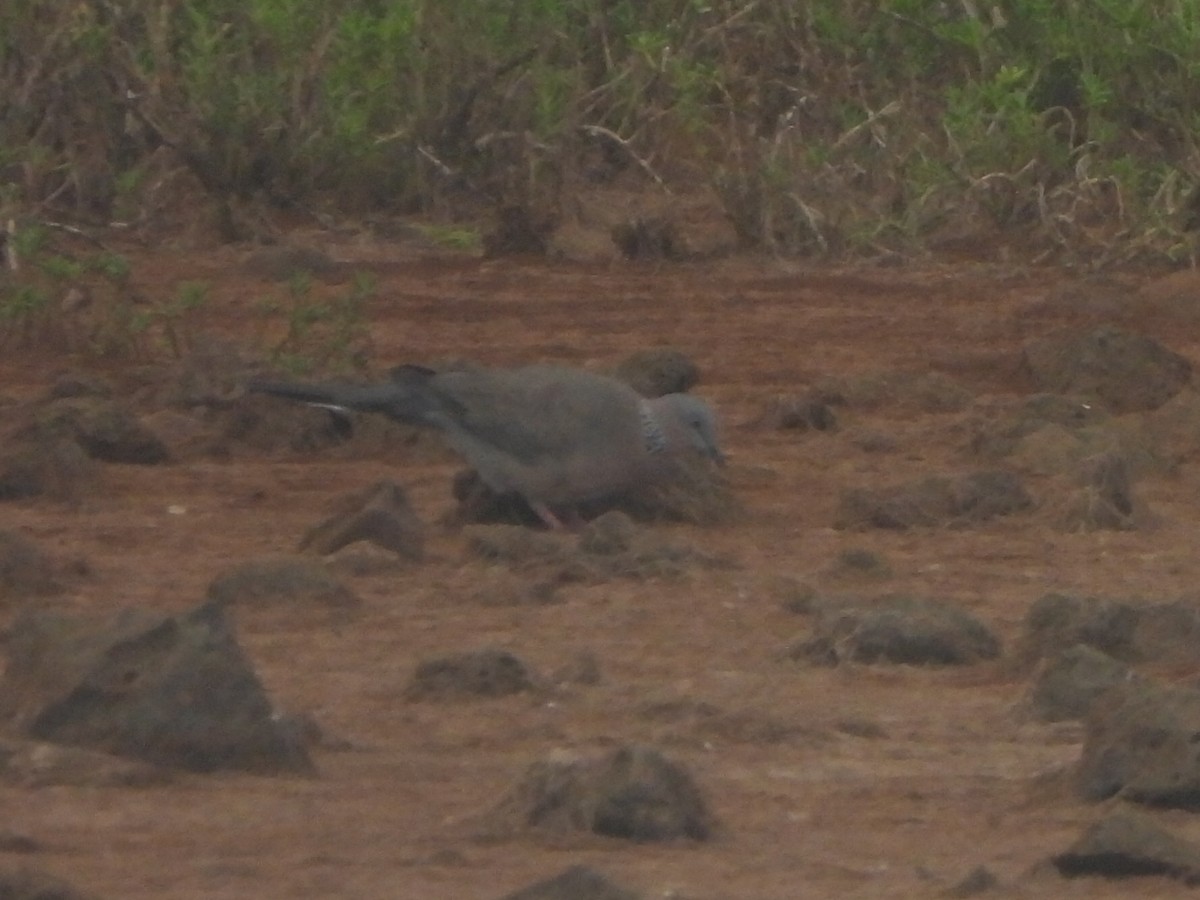 Spotted Dove - ML659629411