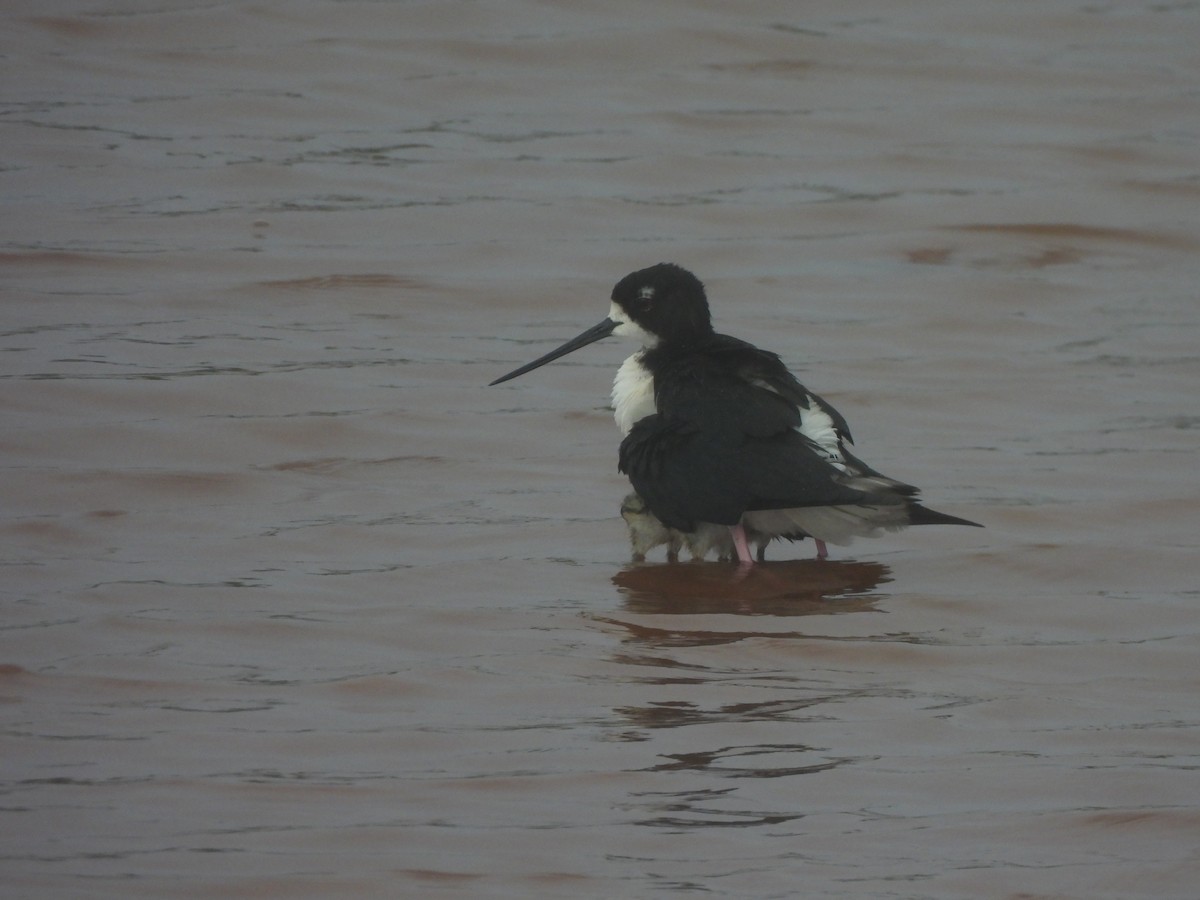 Black-necked Stilt - ML659629430