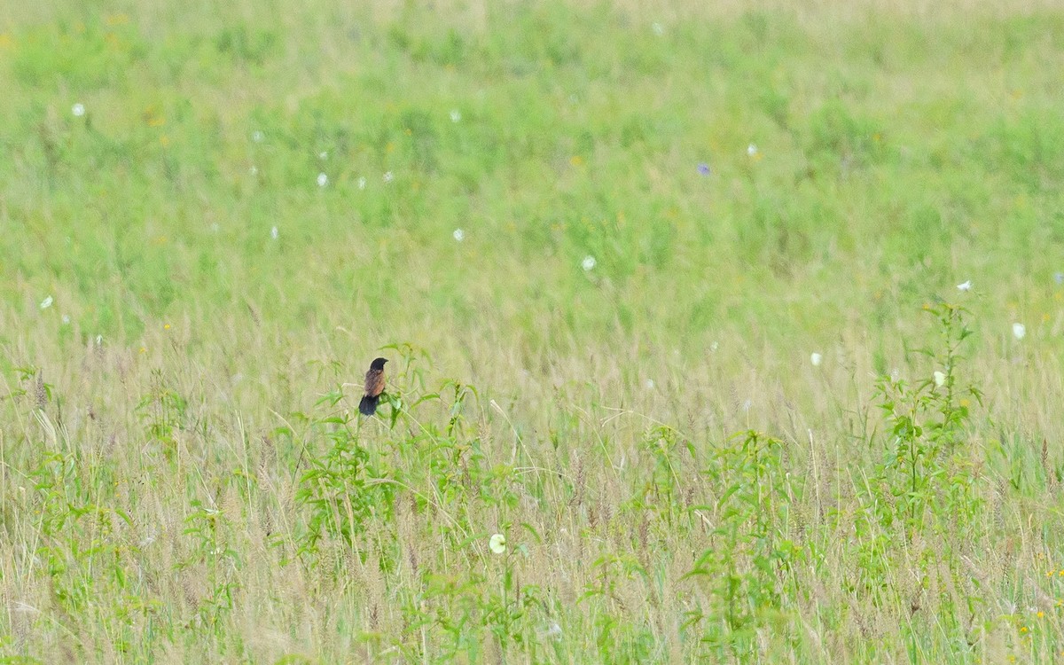 Black Coucal - ML659629468