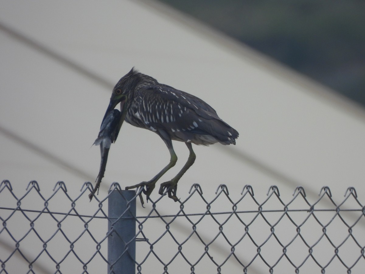 Black-crowned Night Heron - ML659629516