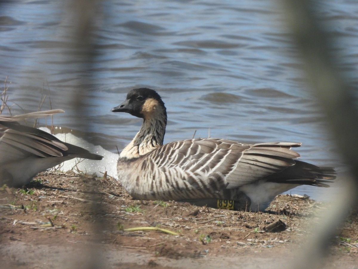 Hawaiian Goose - ML659629586