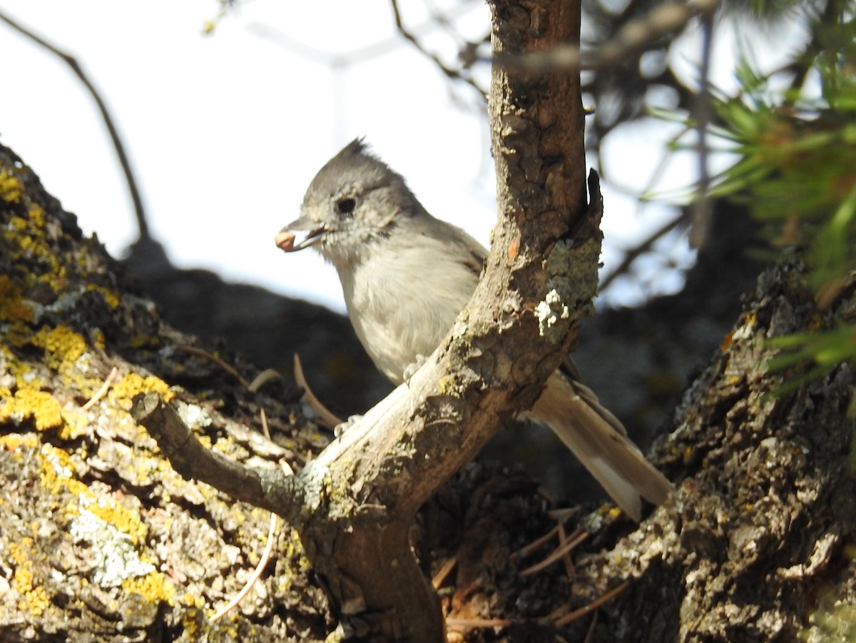 Juniper Titmouse - ML65963041