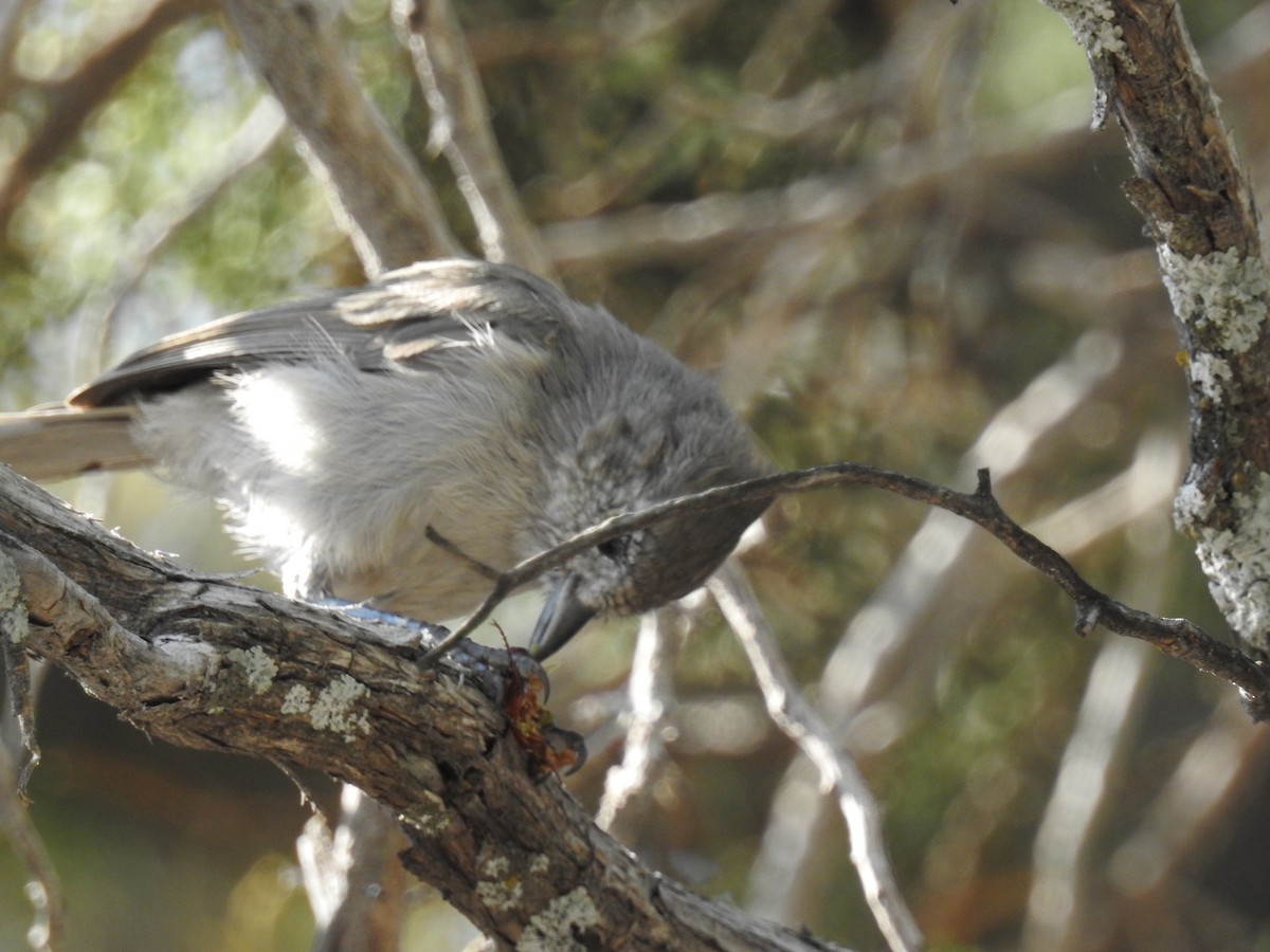 Mésange des genévriers - ML65963061