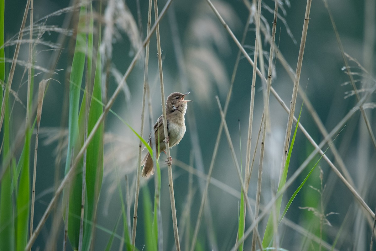 Savi's Warbler - ML659630848