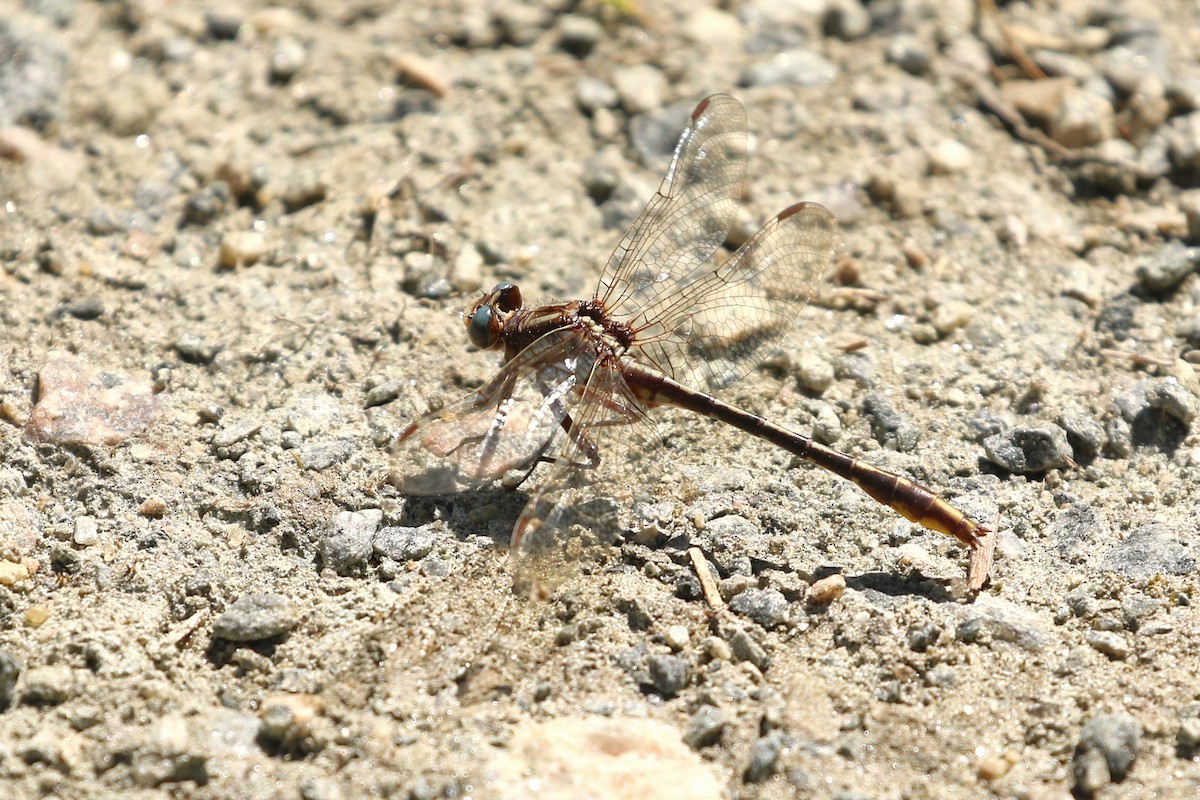 Ashy Clubtail - ML659631562