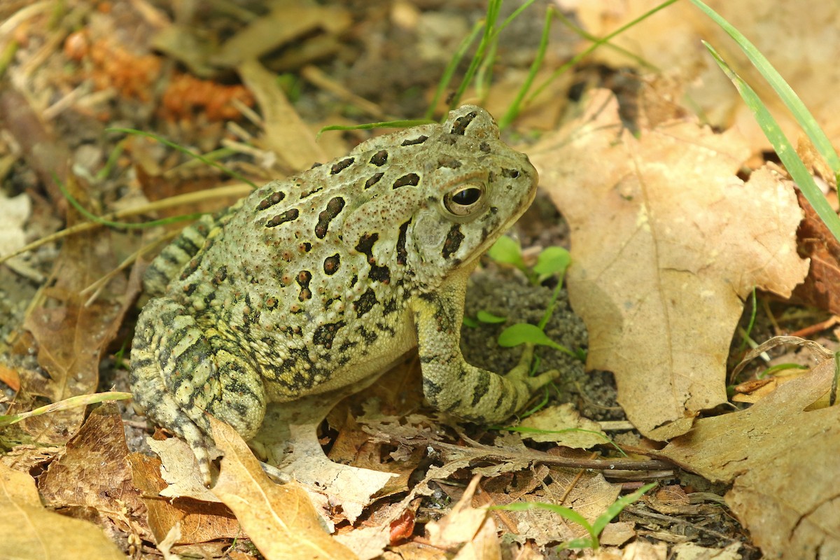 Fowler's Toad - ML659631608