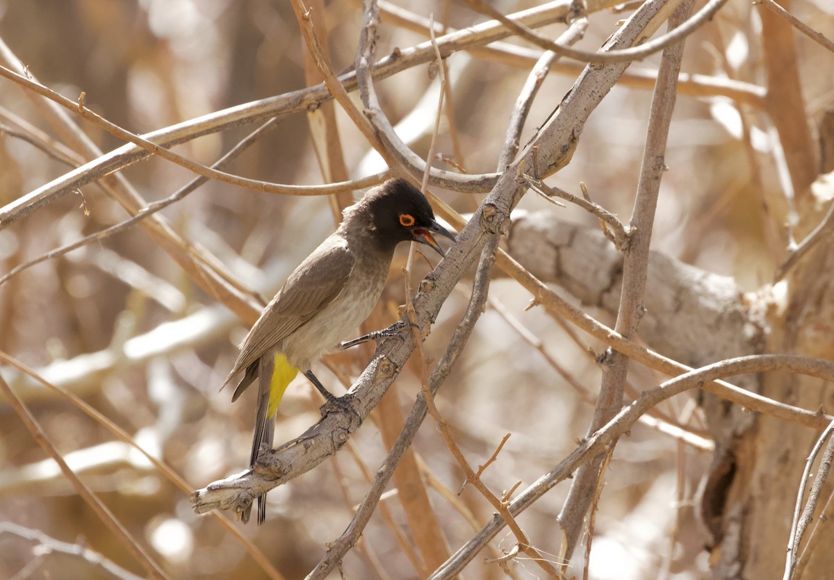 Black-fronted Bulbul - ML659631706