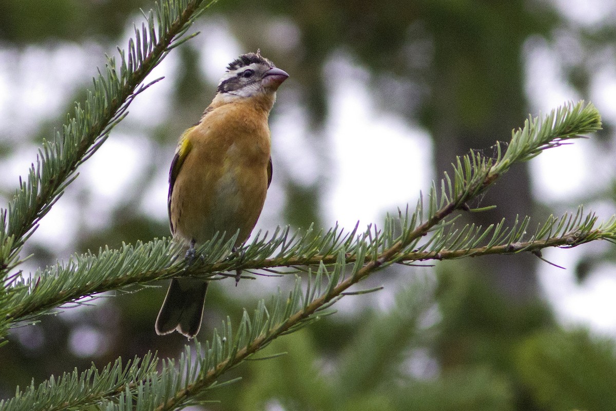 Black-headed Grosbeak - Richard Bunn