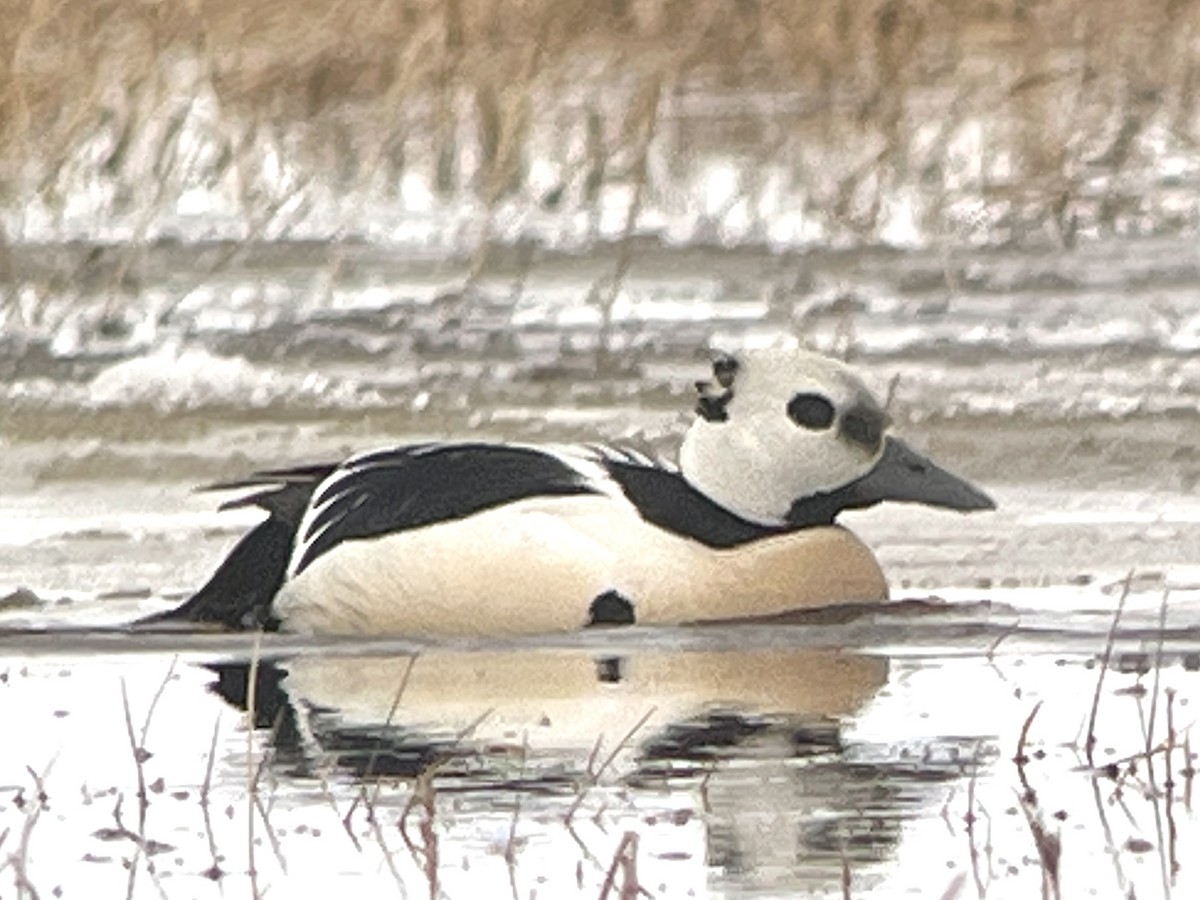 Steller's Eider - ML659632149