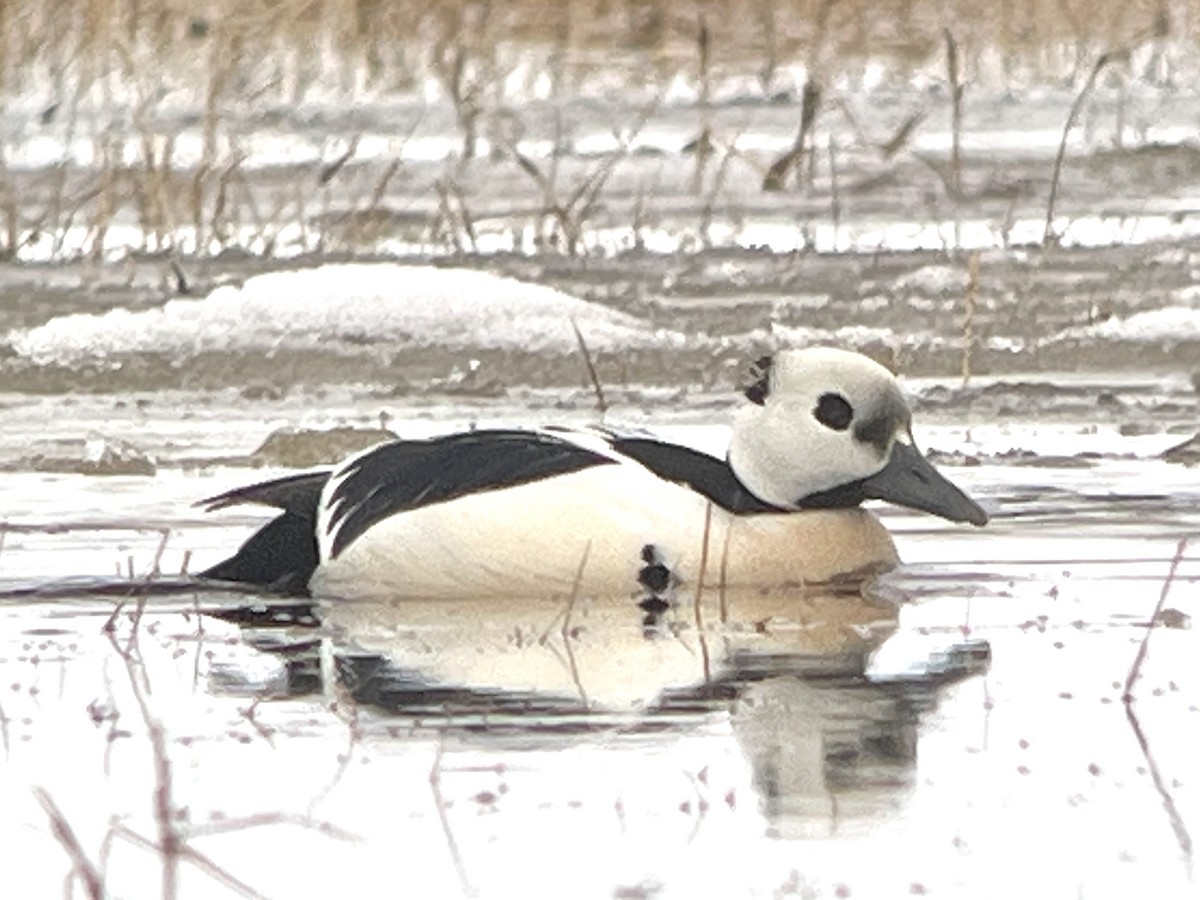 Steller's Eider - ML659632150