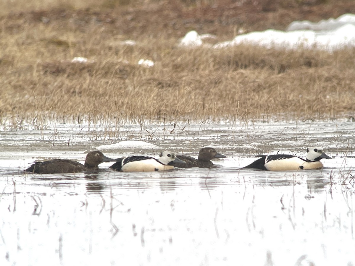 Steller's Eider - ML659632151