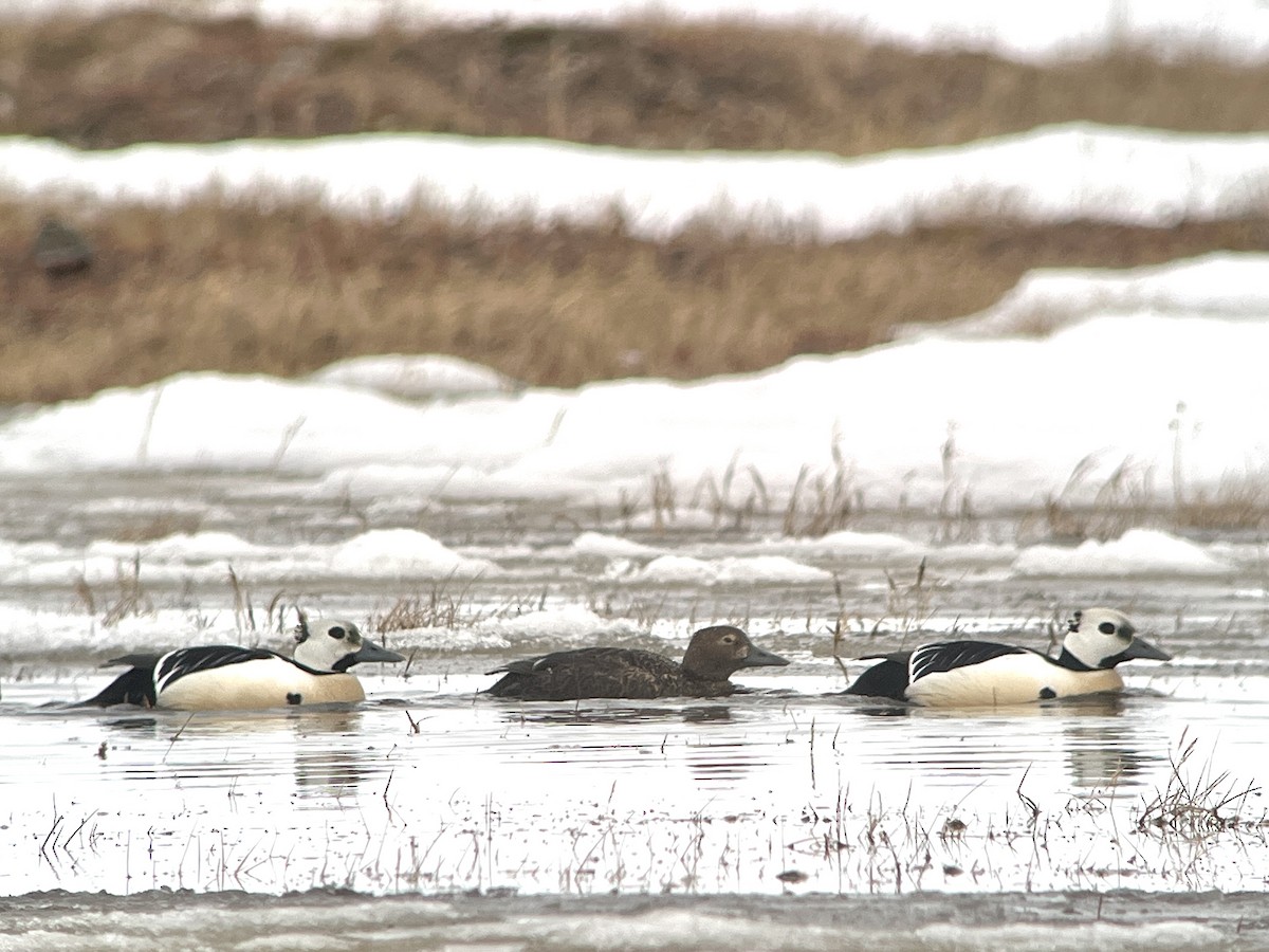 Steller's Eider - ML659632152
