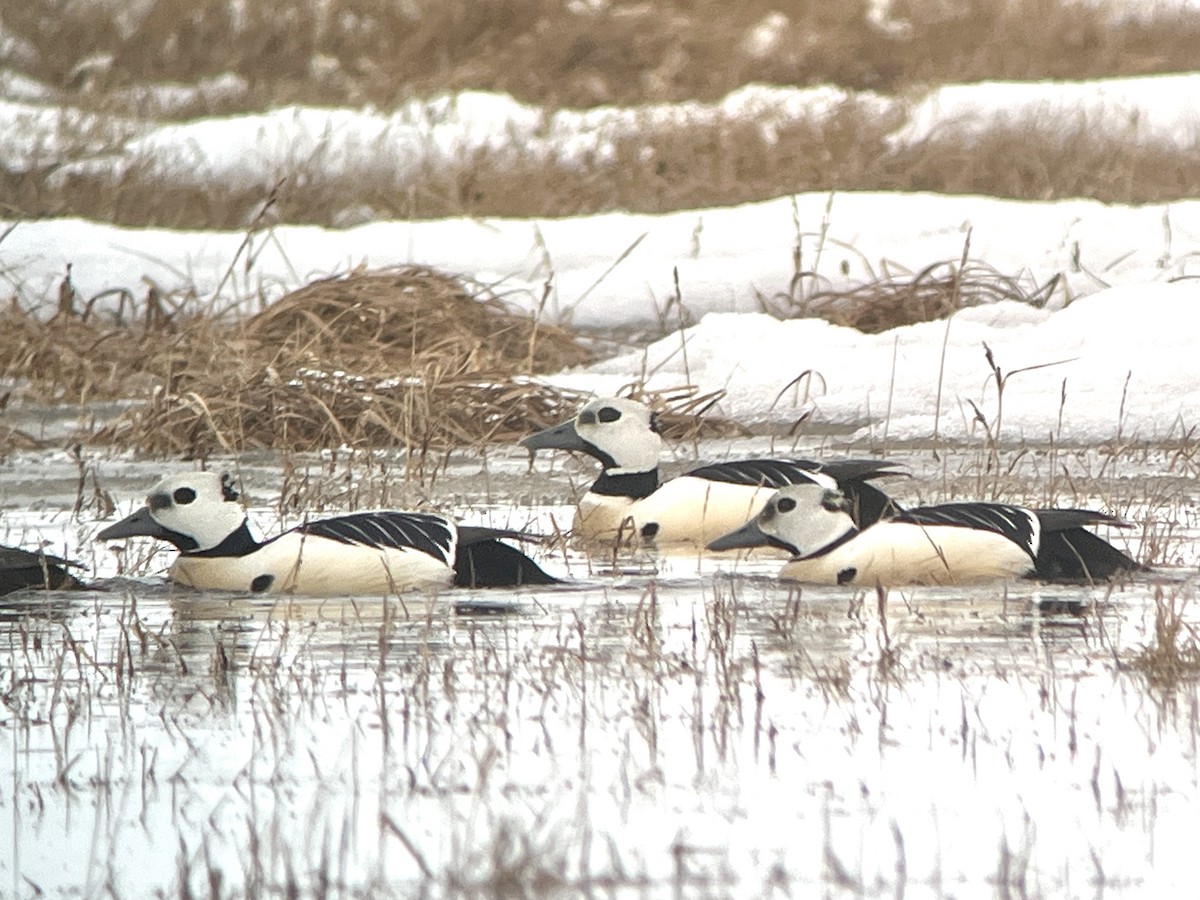 Steller's Eider - ML659632153