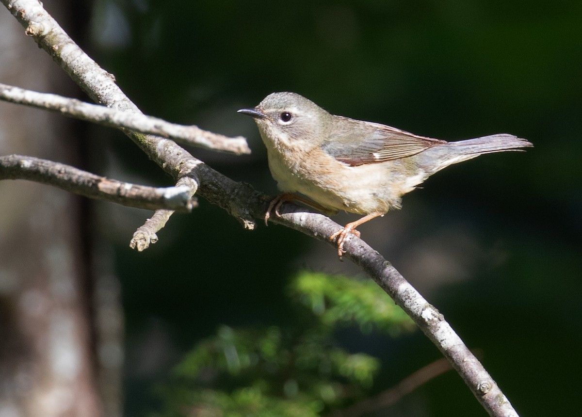 blåparula - ML659632217
