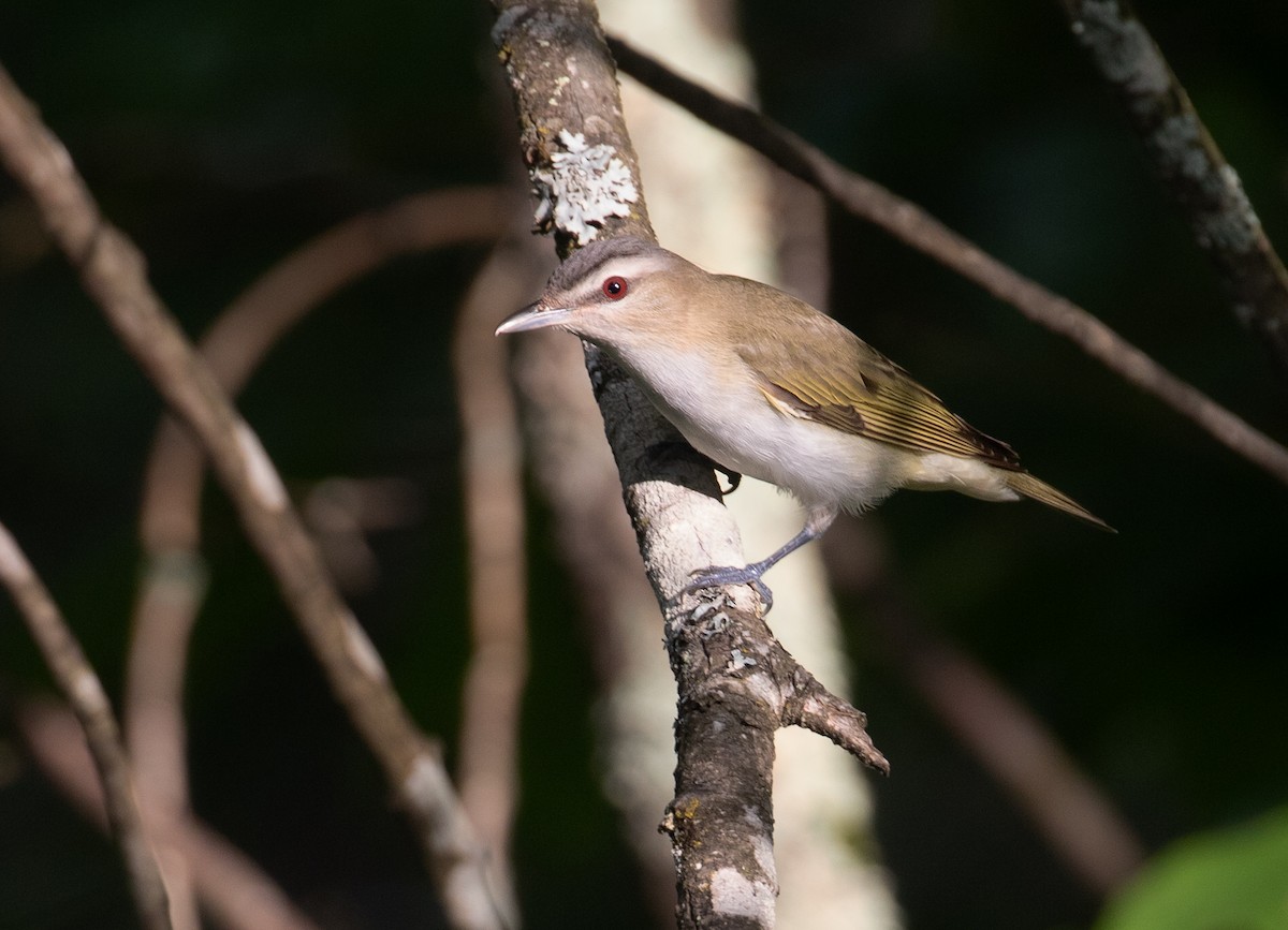 rødøyevireo - ML659632681