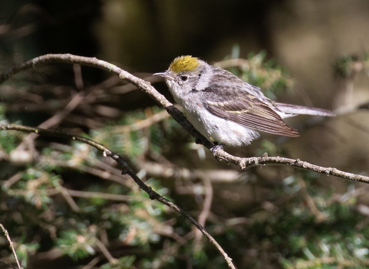 brunsideparula - ML659633204