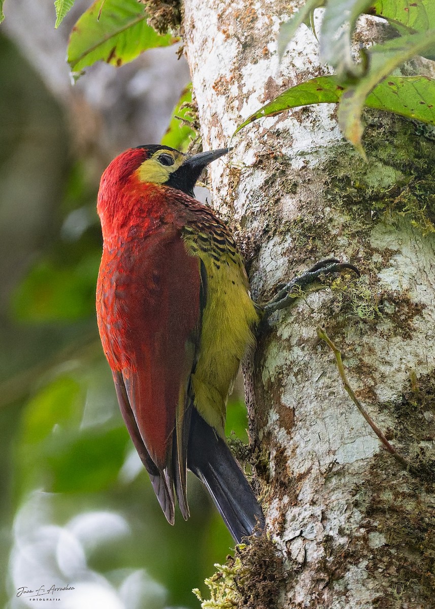 Crimson-mantled Woodpecker - ML659633917