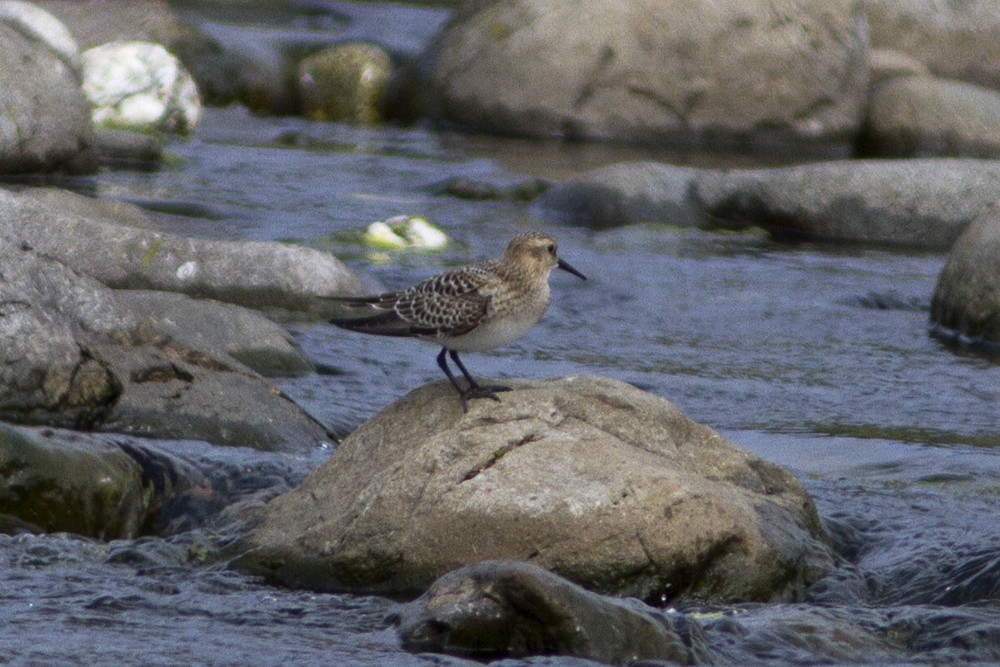 Baird's Sandpiper - ML65963411