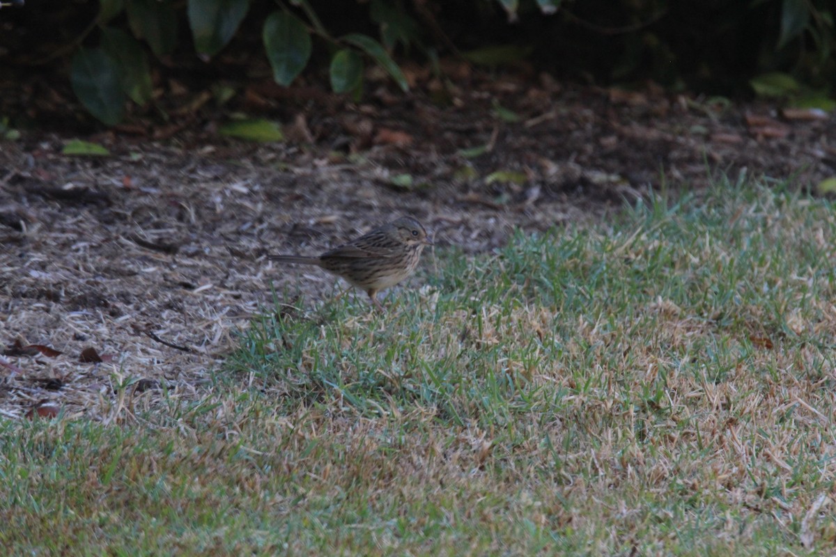 Lincoln's Sparrow - ML659635173
