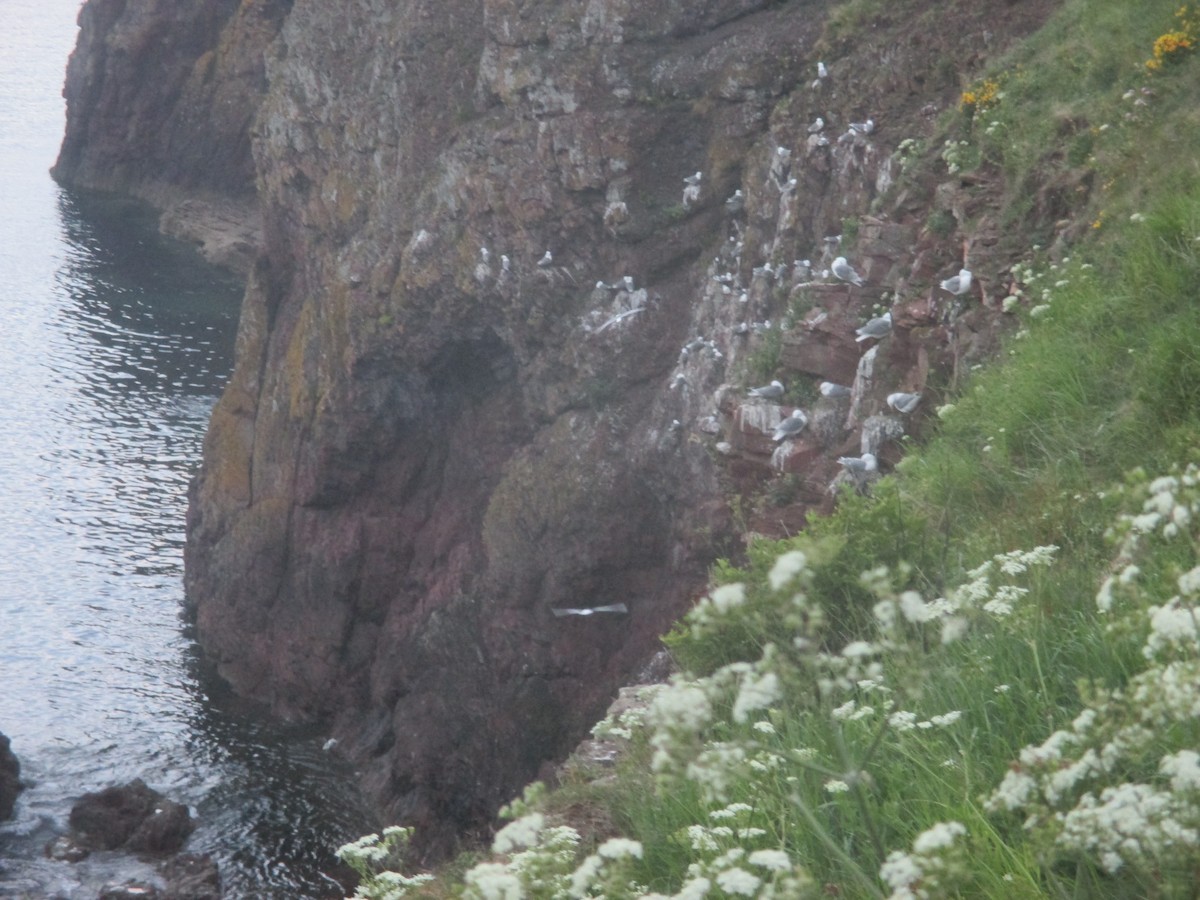 Black-legged Kittiwake - ML659635185