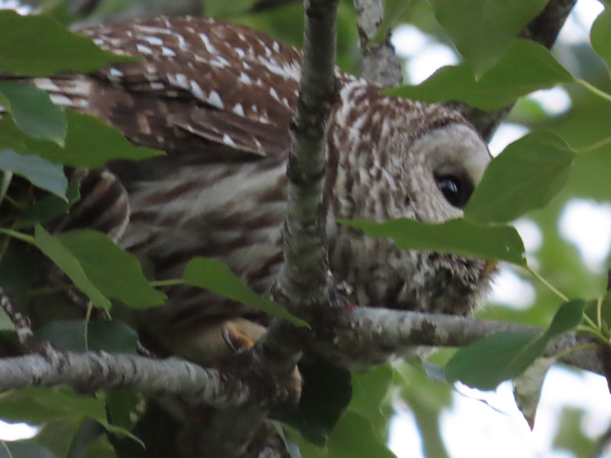 Barred Owl - ML659635187