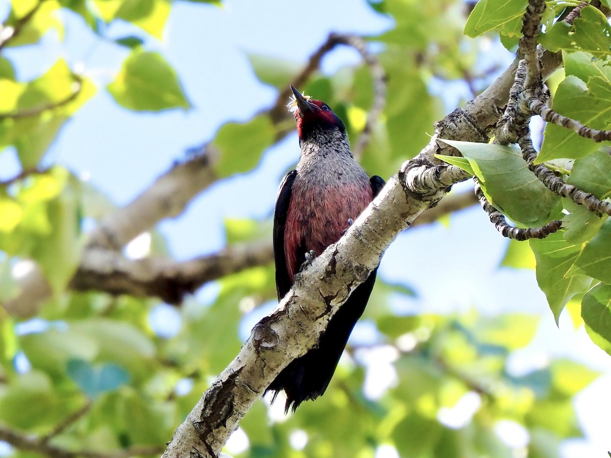 Lewis's Woodpecker - ML659635188