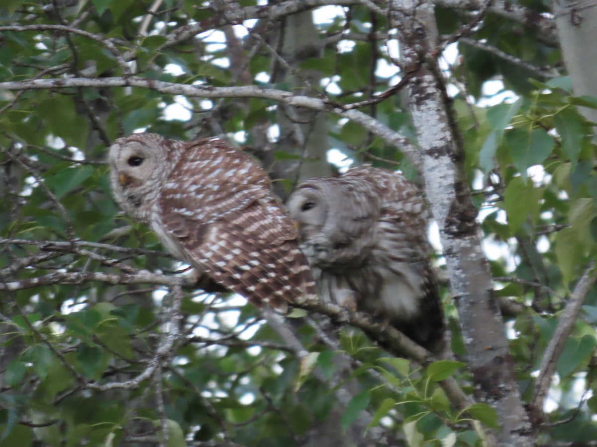 Barred Owl - ML659635192