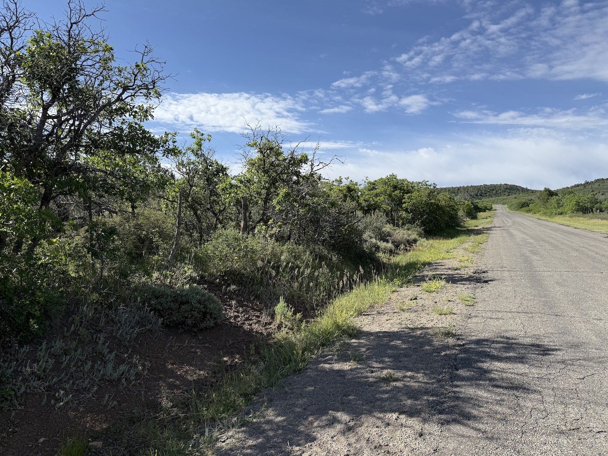 null - ML659635195