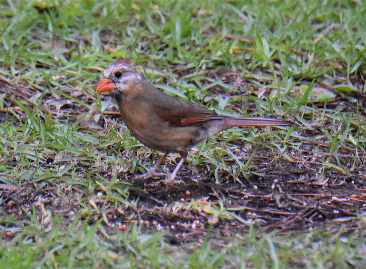 Northern Cardinal - ML659635209