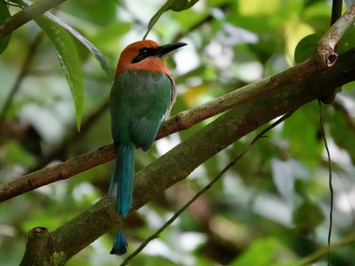 Broad-billed Motmot - ML659635212