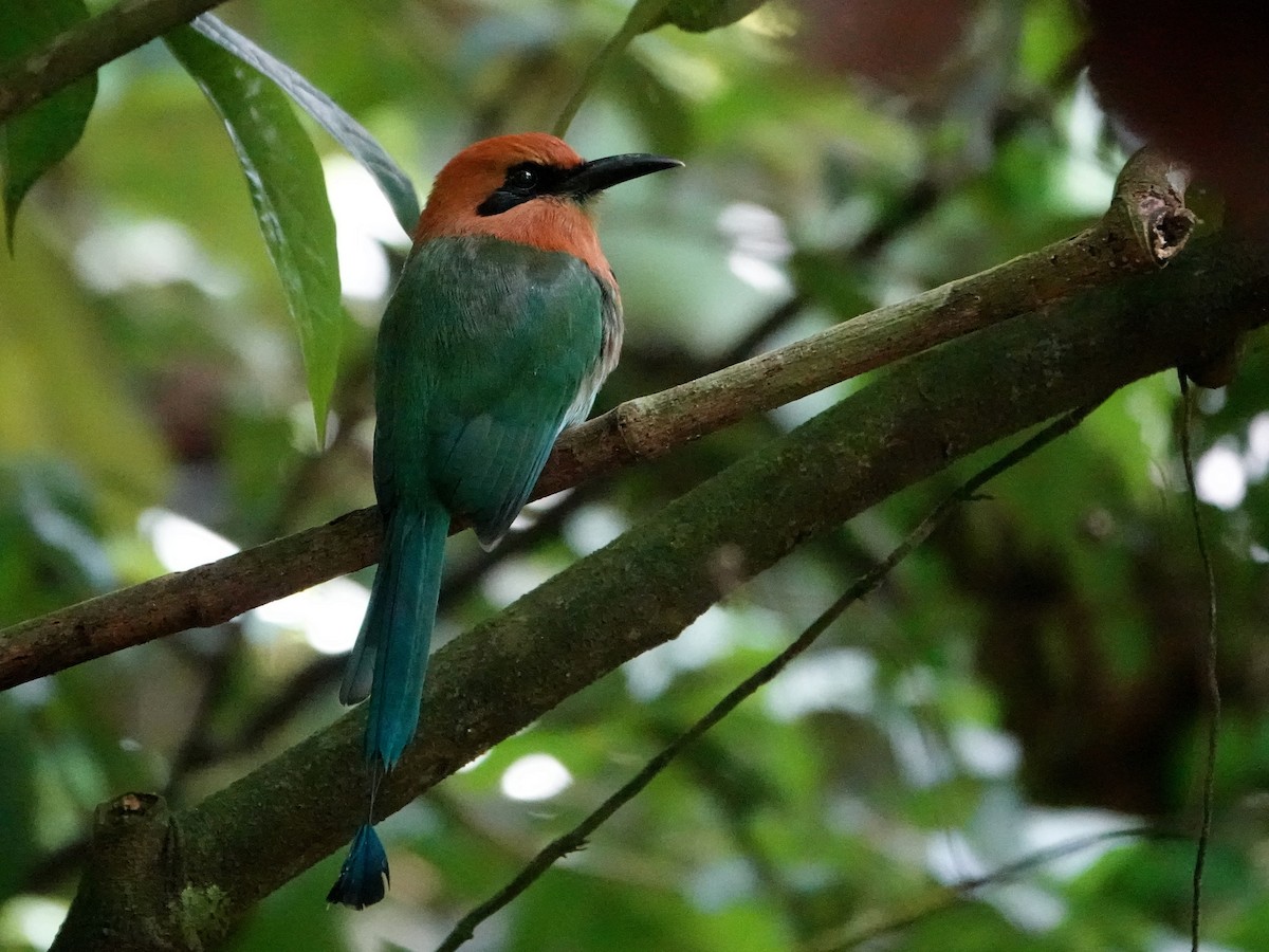 Broad-billed Motmot - ML659635213