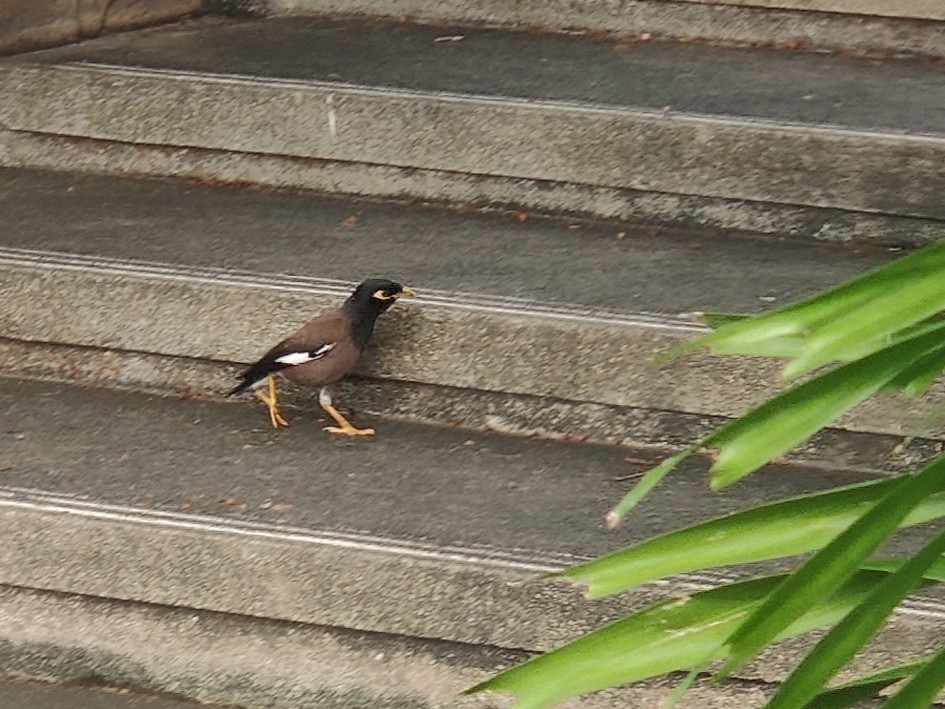 Common Myna - ML659635214