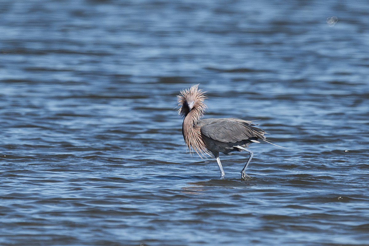 Reddish Egret - ML659635215