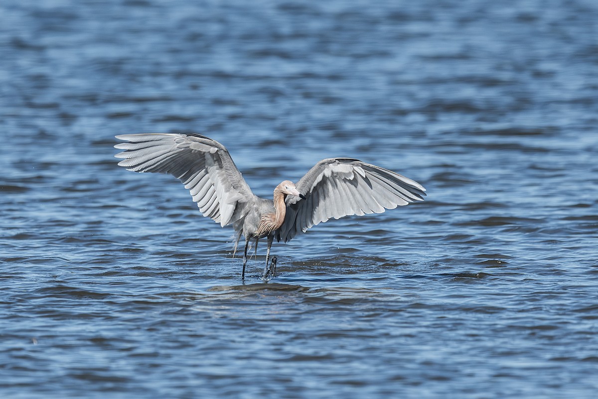 Reddish Egret - ML659635216
