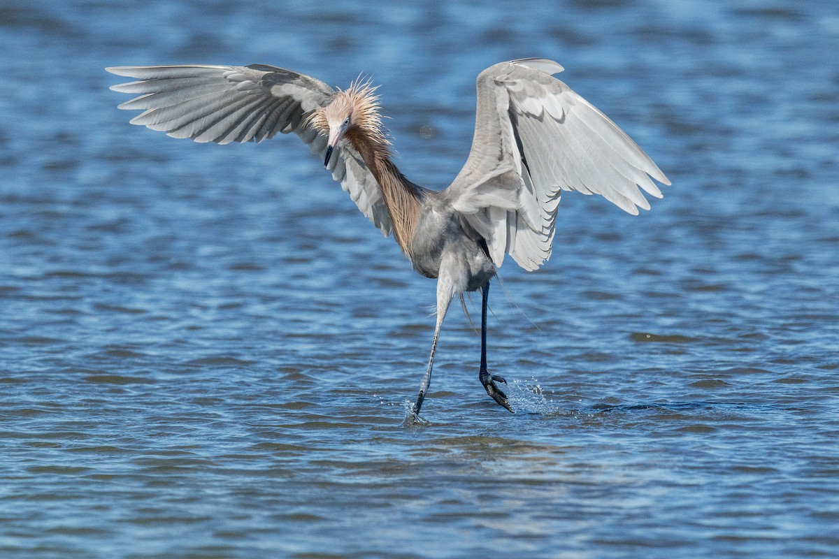 Reddish Egret - ML659635217