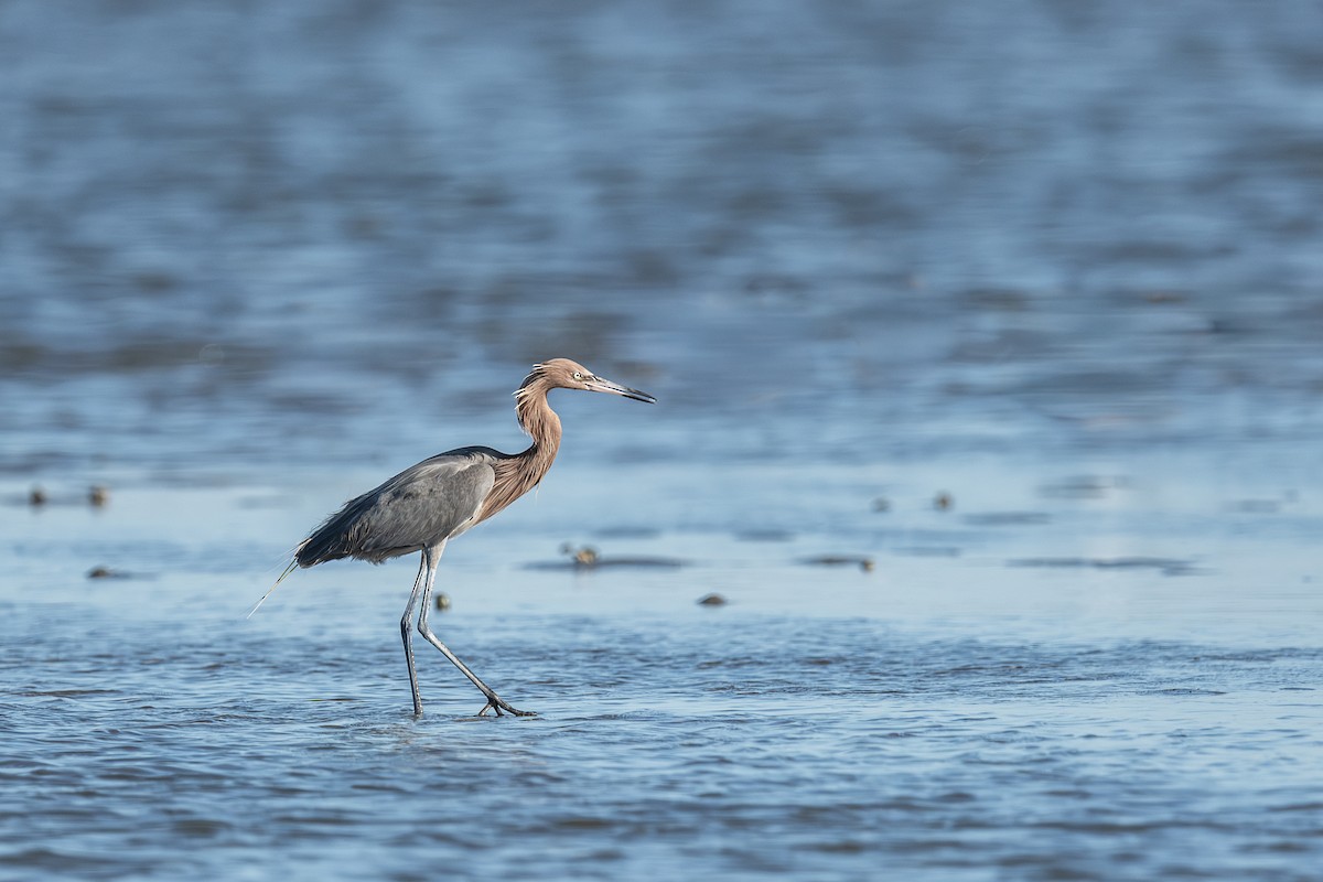 Reddish Egret - ML659635218