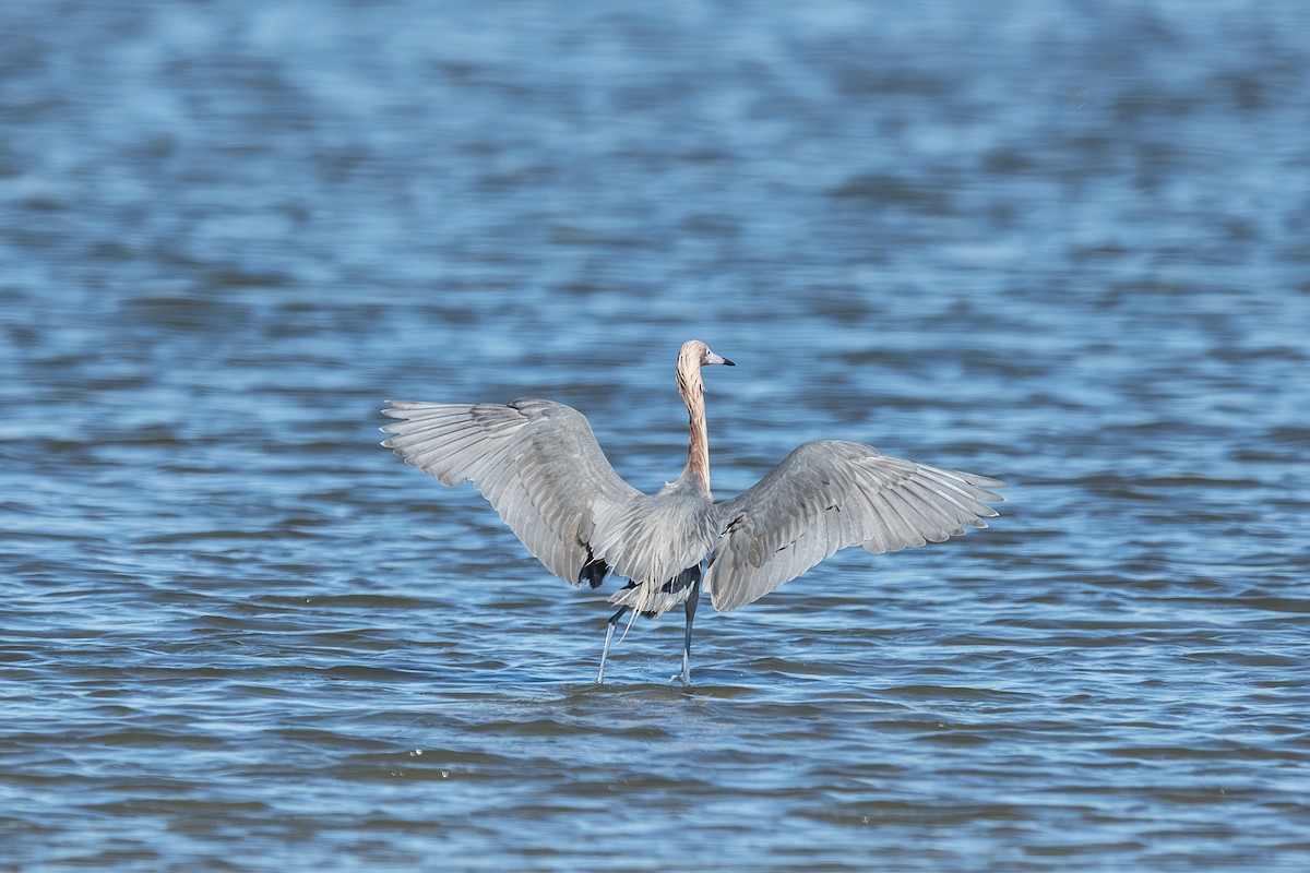 Reddish Egret - ML659635219