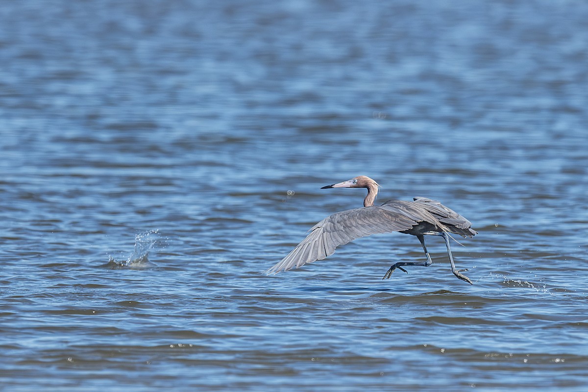 Reddish Egret - ML659635220