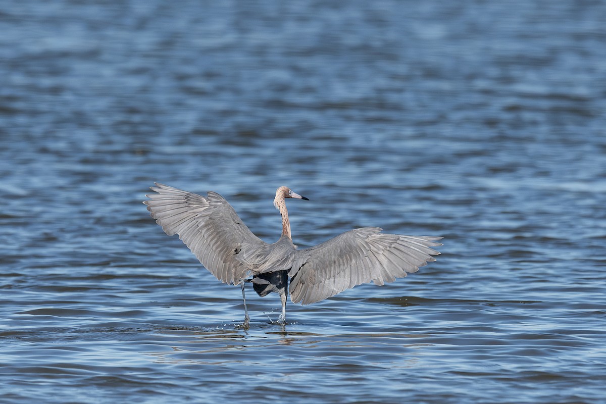 Reddish Egret - ML659635221