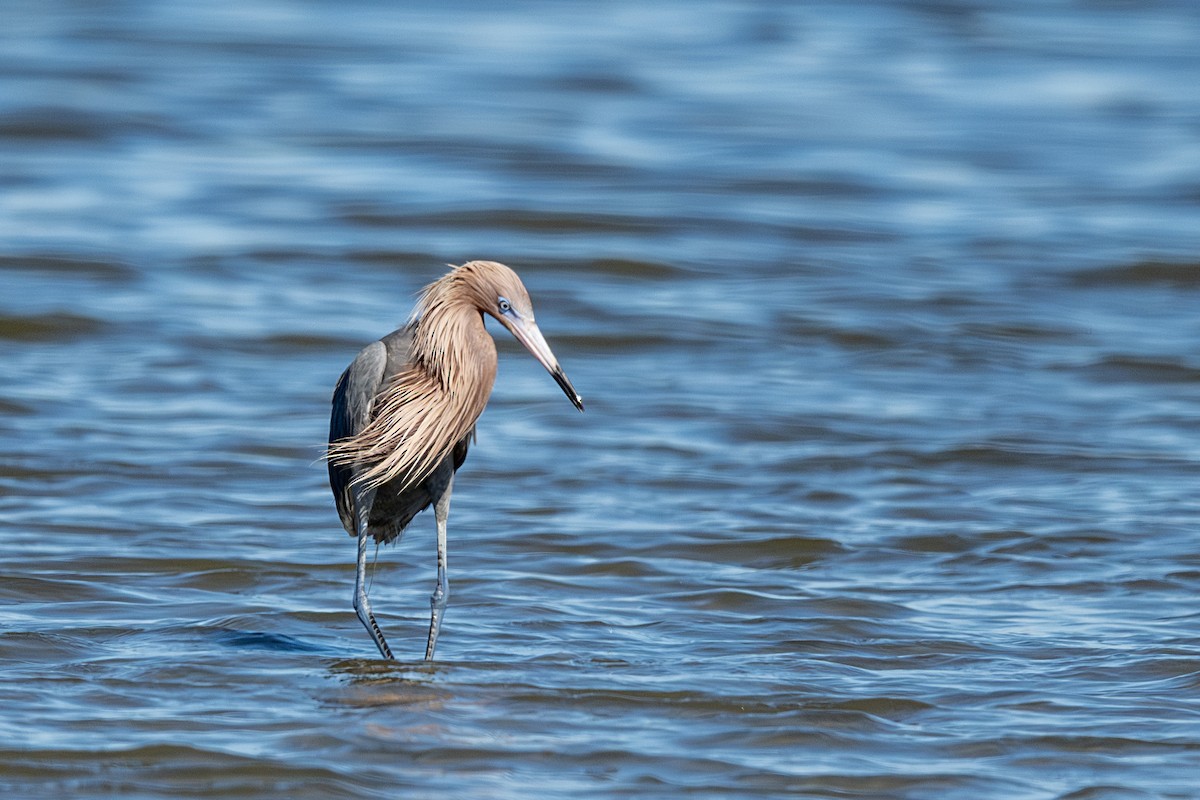 Reddish Egret - ML659635222