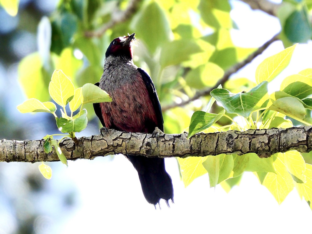 Lewis's Woodpecker - ML659635223