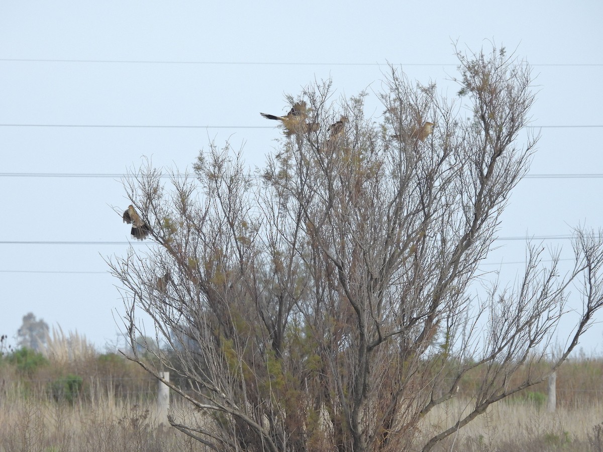 Guira Cuckoo - ML659635224