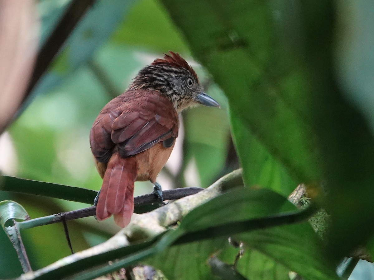 Barred Antshrike - ML659635226