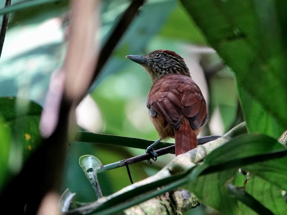 Barred Antshrike - ML659635227