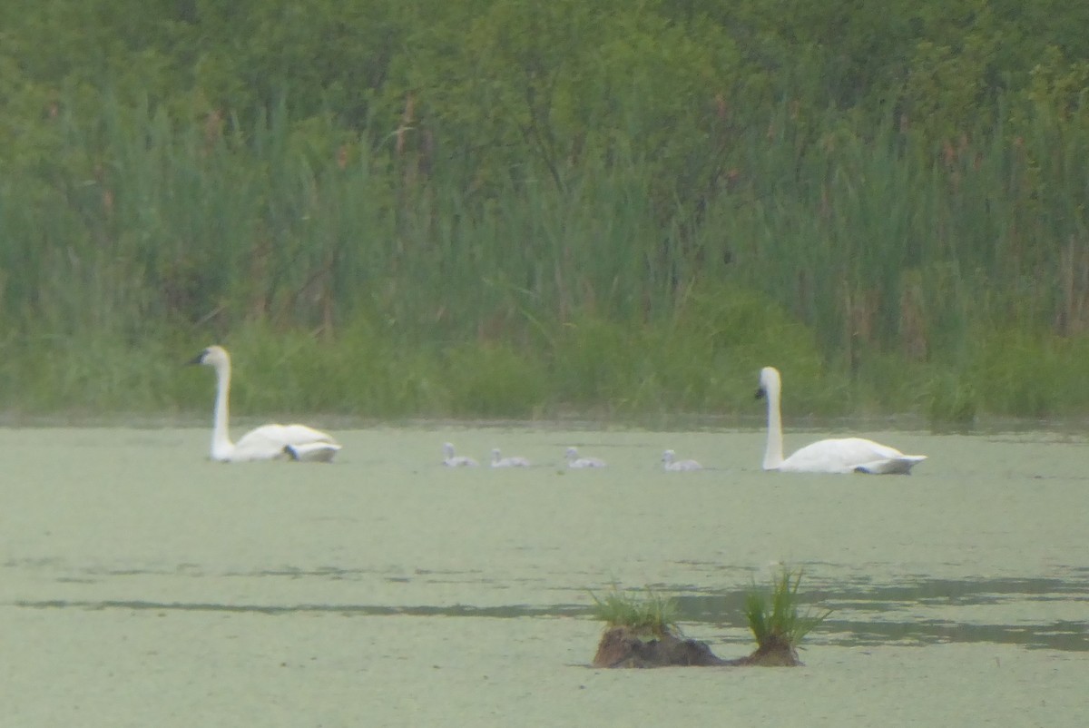 Trumpeter Swan - ML659635230