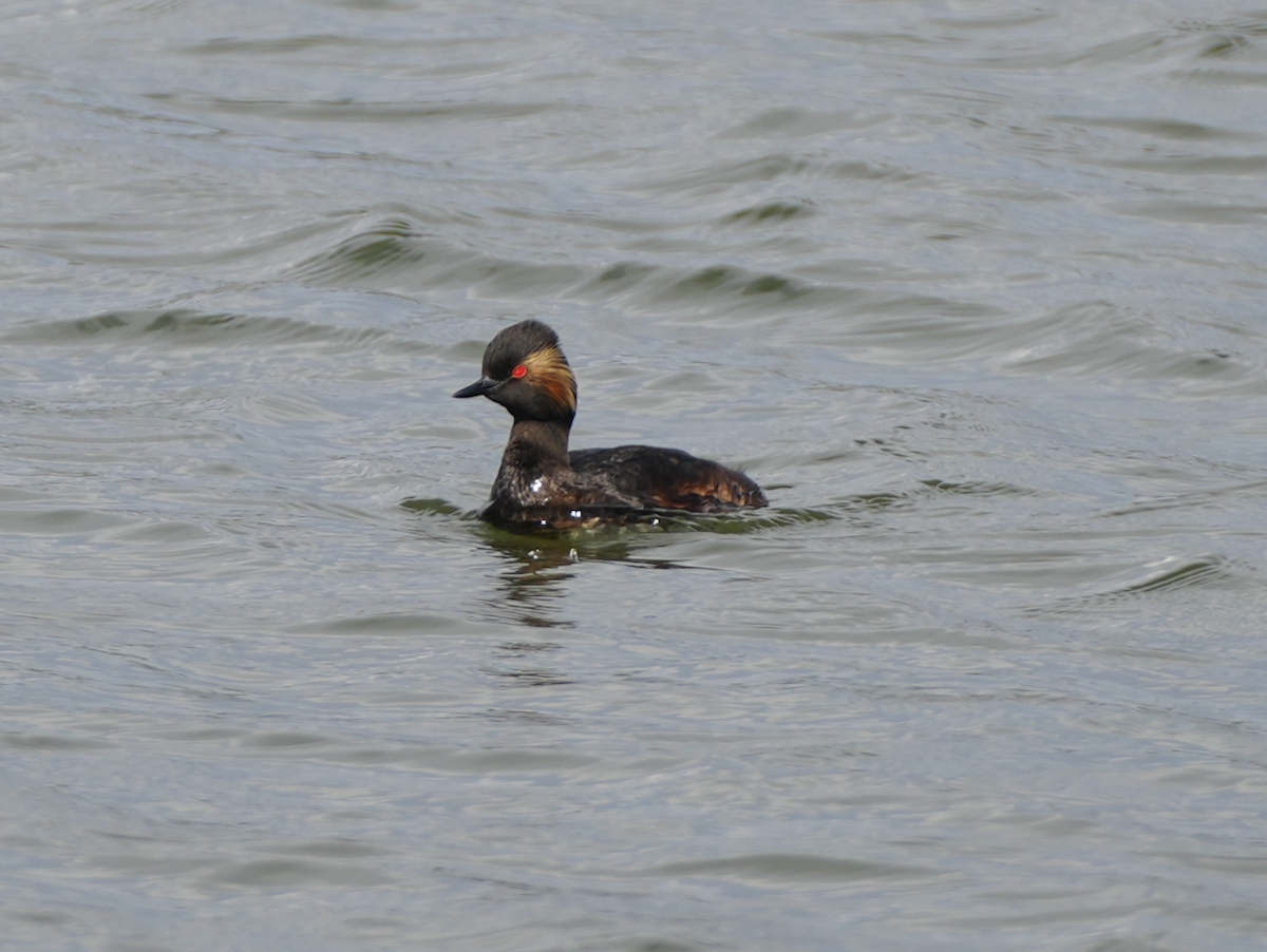 Eared Grebe - ML659635232