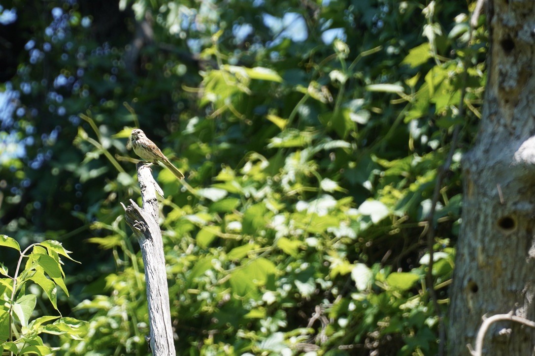 Song Sparrow - ML659635235