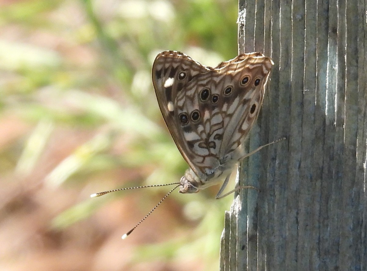 Hackberry Emperor - ML659635236